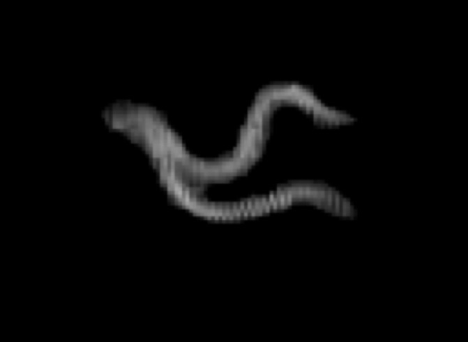 Nematode