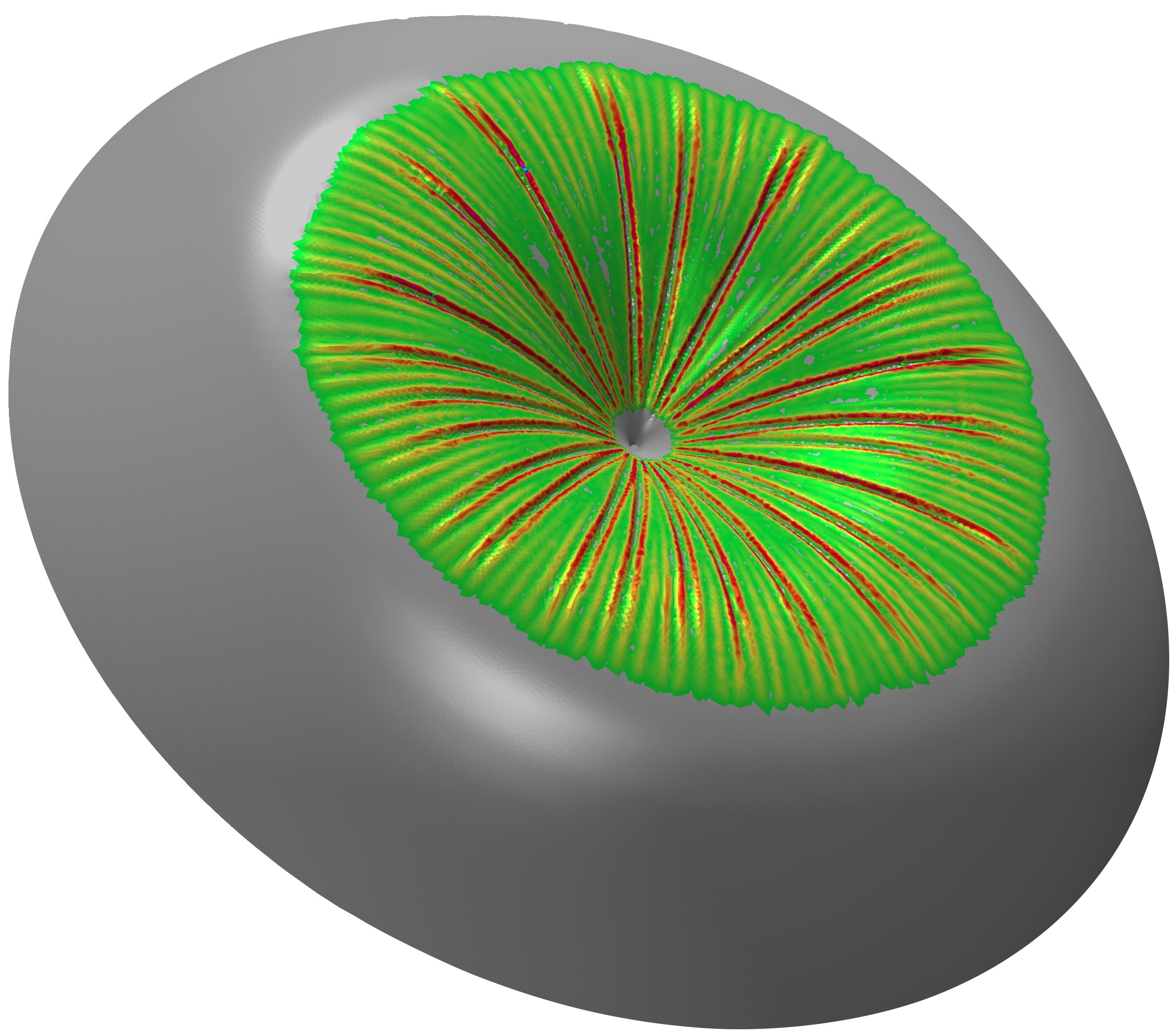 ShellWrinkling