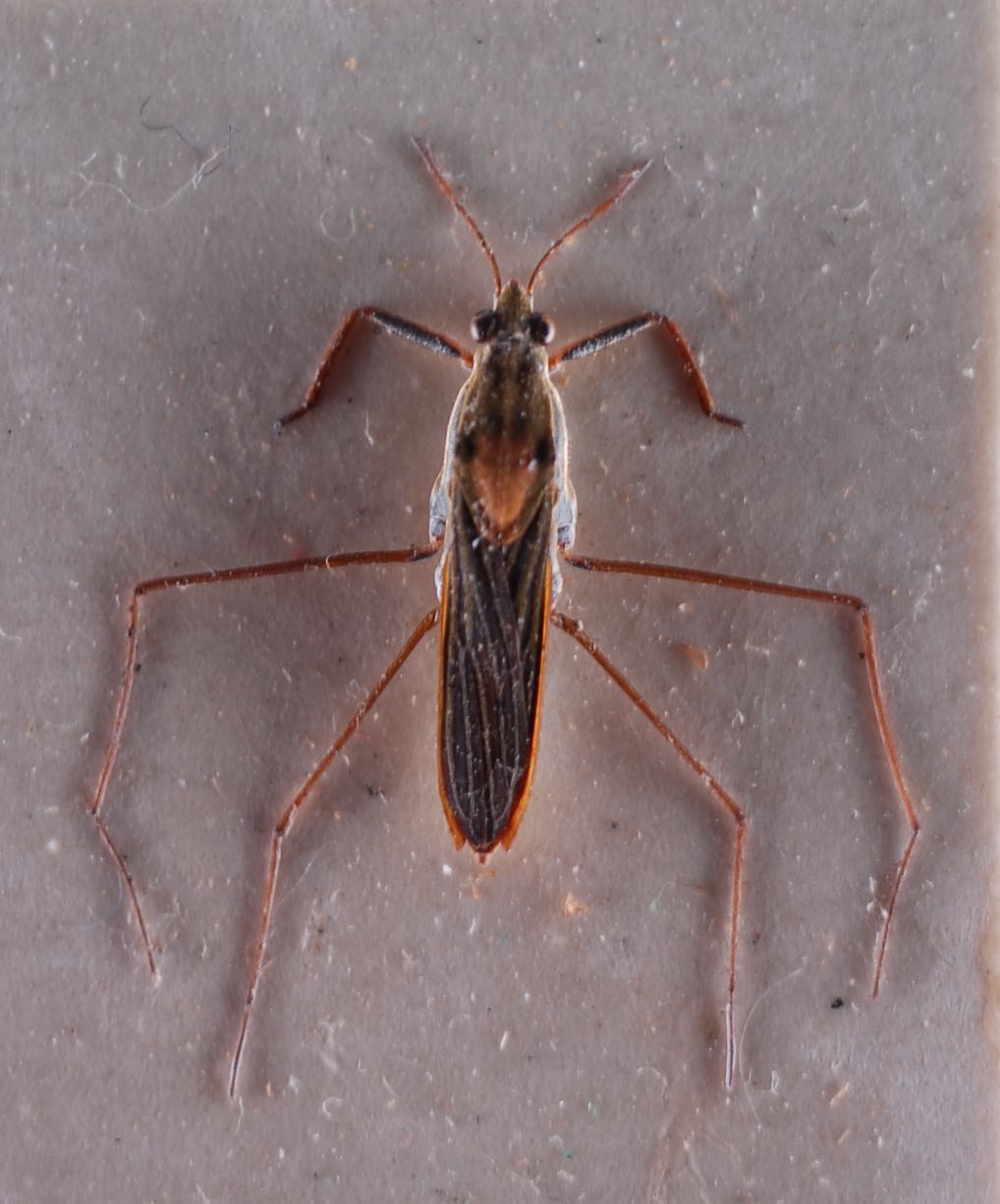 WaterStrider