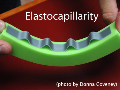 Elasto-Capillarity
